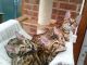 Bengal Cats for sale in Roseville, CA, USA. price: NA