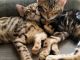 Bengal Cats for sale in Lawton, OK, USA. price: NA