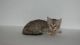 Bengal Cats for sale in Anchorage, AK, USA. price: NA