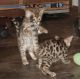 Bengal Cats for sale in Salt Lake City, UT, USA. price: NA