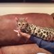 Bengal Cats for sale in New York, NY, USA. price: NA