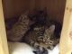 Bengal Cats for sale in Louisville, KY, USA. price: $400