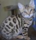Bengal Cats for sale in Albert City, IA 50510, USA. price: NA