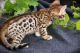 Bengal Cats for sale in Colorado Springs, CO, USA. price: NA