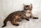 Bengal Cats for sale in Columbus, GA, USA. price: NA