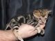Bengal Cats for sale in Kansas City, KS, USA. price: NA