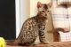 Bengal Cats for sale in Poplar Ridge, NY 13026, USA. price: NA