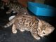 Bengal Cats for sale in Baltimore, MD, USA. price: NA