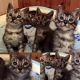 Bengal Cats for sale in Cambridge, MA, USA. price: NA