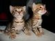 Bengal Cats for sale in Bakersfield, CA, USA. price: NA
