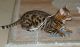 Bengal Cats for sale in Doddridge, Sulphur Township, AR 71826, USA. price: NA