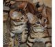Bengal Cats for sale in Detroit, MI, USA. price: $300