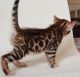 Bengal Cats for sale in Burbank, CA, USA. price: NA