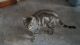 Bengal Cats for sale in Syracuse, NY, USA. price: $275