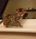 Bengal Cats for sale in Arvada, CO, USA. price: NA