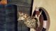 Bengal Cats for sale in Las Cruces, NM, USA. price: NA