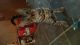 Bengal Cats for sale in Baton Rouge, LA, USA. price: $1,200