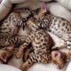 Bengal Cats for sale in Airway Heights, WA, USA. price: NA