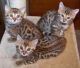 Bengal Cats for sale in Toronto, ON, Canada. price: NA