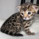 Bengal Cats for sale in Fairhope, AL 36532, USA. price: $400