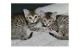 Bengal Cats for sale in London, UK. price: NA