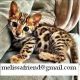 Bengal Cats for sale in Salt Lake City, UT, USA. price: NA