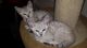 Bengal Cats for sale in Islamabad, Pakistan. price: NA