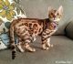 Bengal Cats for sale in Ballston Spa, NY 12020, USA. price: NA