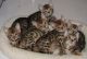 Bengal Cats for sale in Pasadena, CA, USA. price: NA