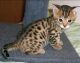 Bengal Cats for sale in Yakutat, AK, USA. price: NA
