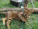 Bengal Cats for sale in Hereford, CO 80729, USA. price: NA