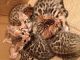 Bengal Cats for sale in Yankeetown, FL, USA. price: $450