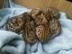 Bengal Cats for sale in Frederick, MD, USA. price: NA