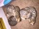 Bengal Cats for sale in Lomita, CA, USA. price: NA