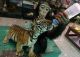 Bengal Cats for sale in Woodland, ME 04736, USA. price: NA