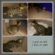 Bengal Cats for sale in Attalla, AL, USA. price: NA