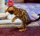 Bengal Cats for sale in Alexander City, AL, USA. price: NA