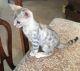Bengal Cats for sale in North Las Vegas, NV, USA. price: NA