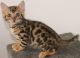 Bengal Cats for sale in Providence, RI, USA. price: NA