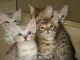 Bengal Cats for sale in Cambridge, MA, USA. price: $200