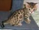 Bengal Cats for sale in Waco, TX, USA. price: NA