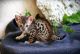 Bengal Cats for sale in Madison, WI, USA. price: NA