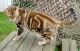 Bengal Cats for sale in Berkeley, CA, USA. price: NA