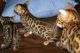 Bengal Cats for sale in Berkeley, CA, USA. price: NA