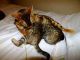 Bengal Cats for sale in Evansville, IN, USA. price: NA