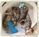 Bengal Cats for sale in New York, NY, USA. price: NA