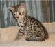 Bengal Cats for sale in Arlington, VA, USA. price: NA