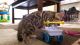 Bengal Cats for sale in El Paso, TX, USA. price: NA