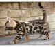 Bengal Cats for sale in Sacramento, CA, USA. price: NA
