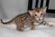 Bengal Cats for sale in Billings, MT, USA. price: NA